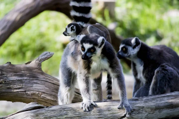 Maki Familie Met Kind — Stockfoto