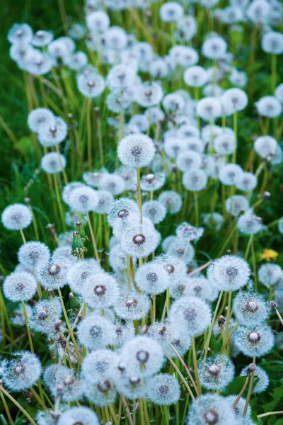 Många Vita Maskrosor Full Blom — Stockfoto