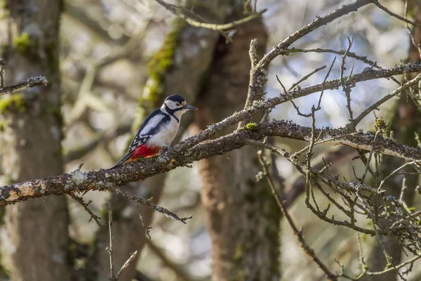 Buntspecht Auf Dem Ast — Stockfoto