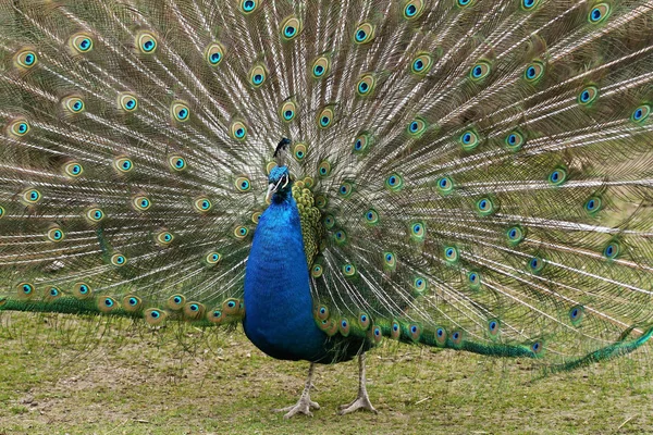 Påfågel Färgglada Fjädrar — Stockfoto
