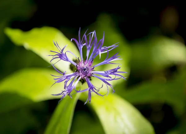 Primer Plano Una Flor Jardín — Foto de Stock