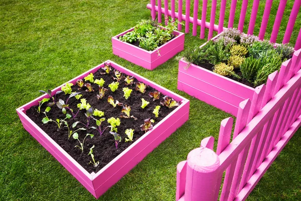 Small herb garden. Pink raised beds with herbs and vegetables. Trendy garden design