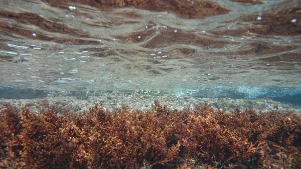Mořské Téma Tapety Podvodní Záběr — Stock fotografie