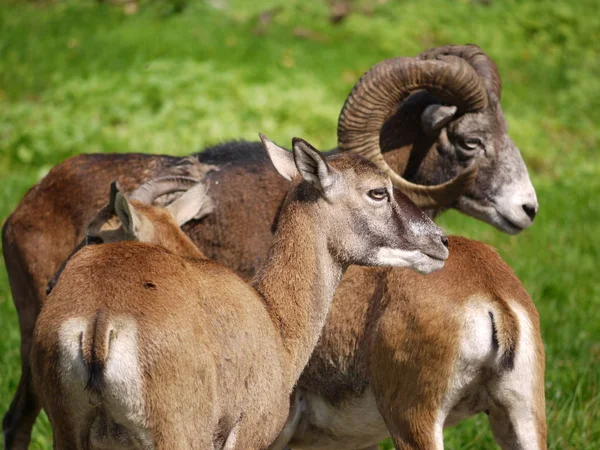 Ciervos Animales Forestales Fauna Naturaleza —  Fotos de Stock