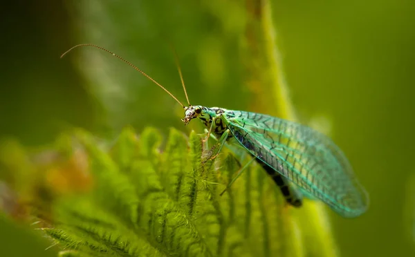 Lacewing Macro Green Leaf — Stock Photo, Image