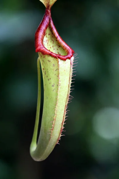 Masožravá Rostlina Nepenthes Miranda — Stock fotografie