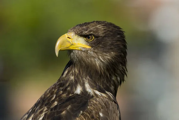 Águila Haliaeetus Albicilla Águila Haliaeetus Albicilla — Foto de Stock