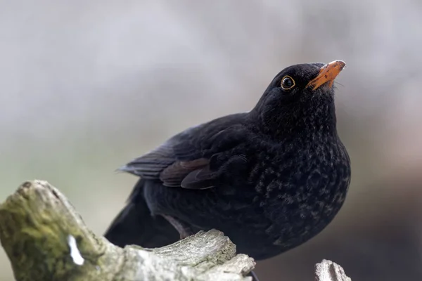 Pássaro Negro Observação Aves Natureza — Fotografia de Stock