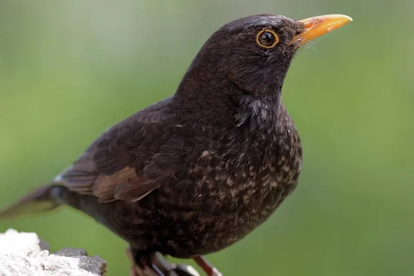 Pássaro Negro Observação Aves Natureza — Fotografia de Stock