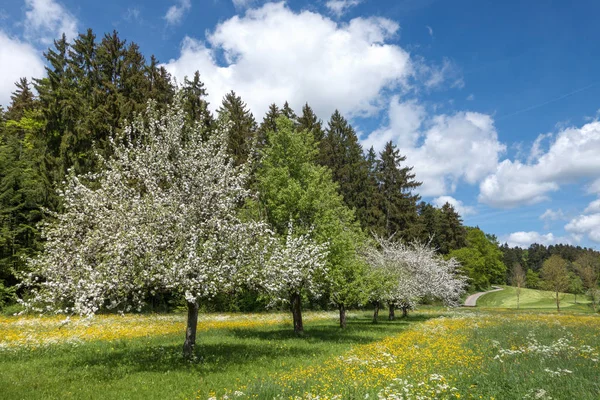 Blühender Apfelbaum — Stockfoto