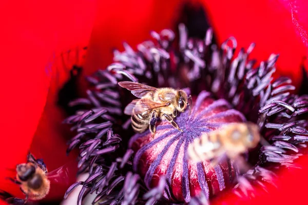 Abejas Que Trabajan Una Flor Amapola Espectador Encuentra Muy Cerca —  Fotos de Stock