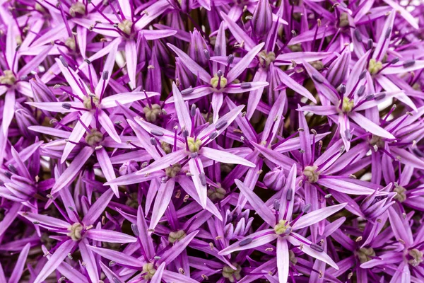 Partial View Onion Blossom Ball — Stock Photo, Image