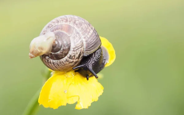 ナメクジやカタツムリやスライム — ストック写真