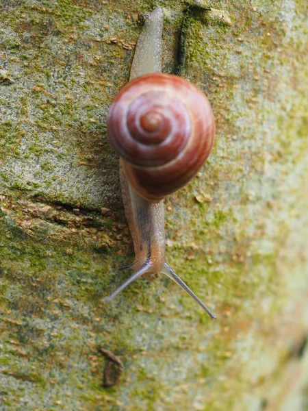 Lesbicas Animais Caracol Lodo — Fotografia de Stock