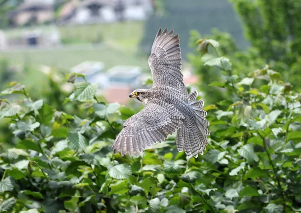 View Beautiful Bird Nature — Stock Photo, Image