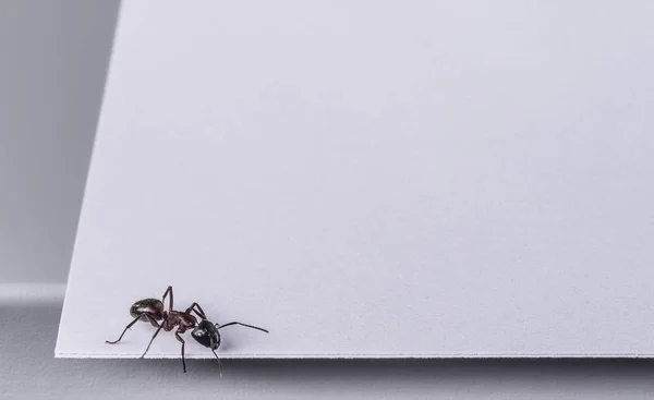 Primer Plano Mosquito Sobre Una Mesa Madera — Foto de Stock