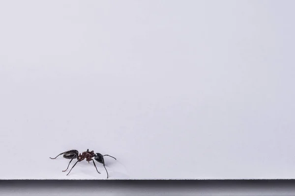 Cerrar Mosquito Sobre Fondo Blanco — Foto de Stock