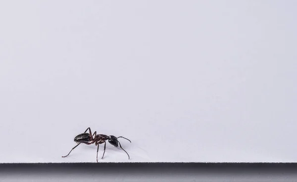 Cerrar Mosquito Sobre Fondo Blanco —  Fotos de Stock