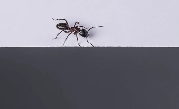 Nahaufnahme Einer Schwarz Weißen Ameise Auf Einem Holztisch — Stockfoto