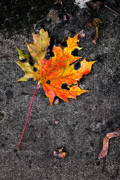 Maple Leaves Leaf Foliage — Stock Photo, Image