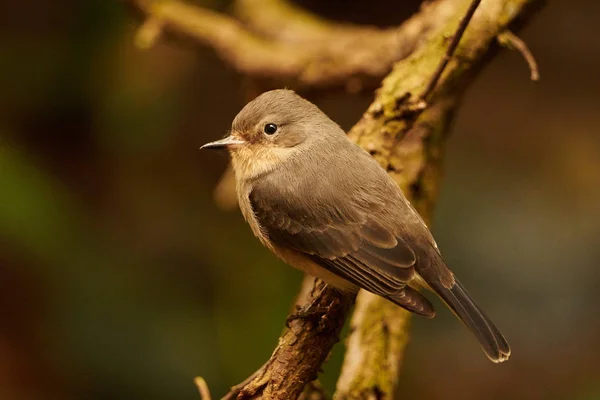 Een Winterkoning Zit Een Tak Het Vogeltje Met Een Professionele — Stockfoto