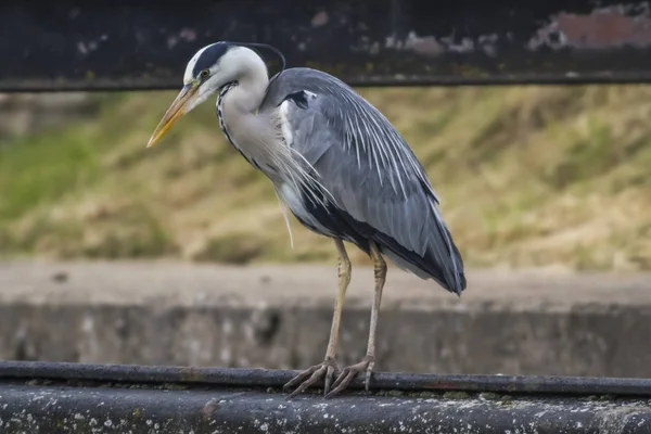 Great Blue Heron Search Food — Stock Photo, Image