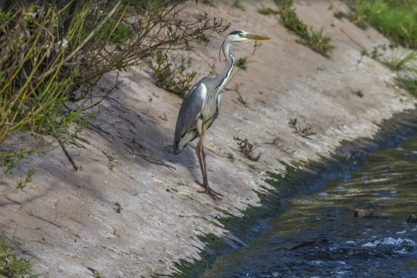 Γκρι Ήρων Ardea Cinerea — Φωτογραφία Αρχείου