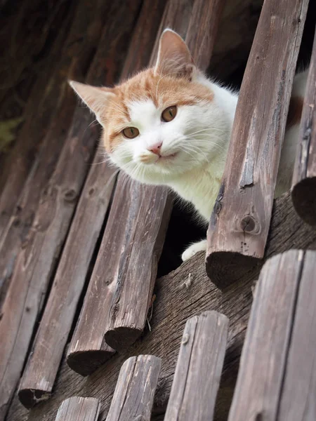 Cute Fluffy Cat Big Eyes — Stock Photo, Image