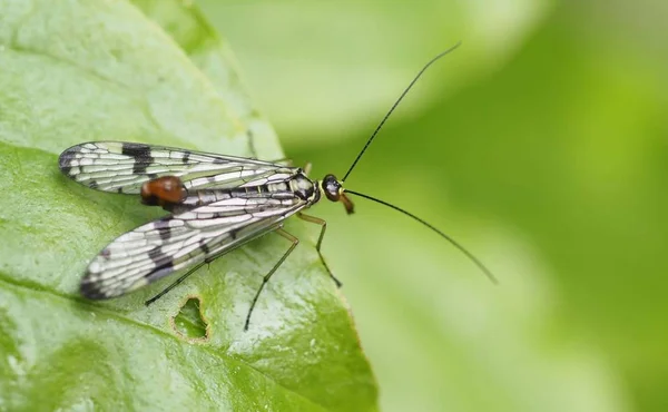 Close Uitzicht Mooie Kleurrijke Vlinder — Stockfoto