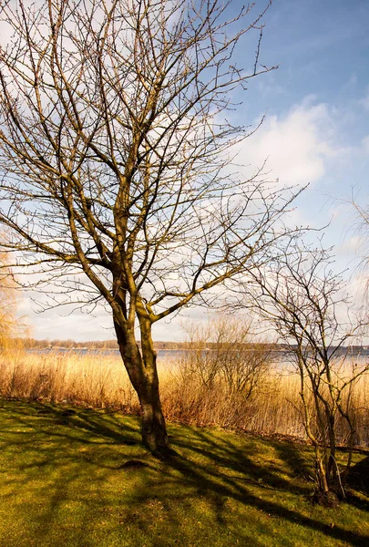 Träd Vid Sjön — Stockfoto