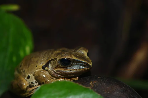 Rana Animal Estanque Anfibios — Foto de Stock