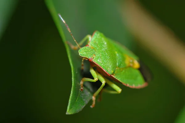 Close Van Een Insect Wilde Natuur — Stockfoto