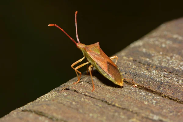 Sprinkhaan Insect Kever — Stockfoto