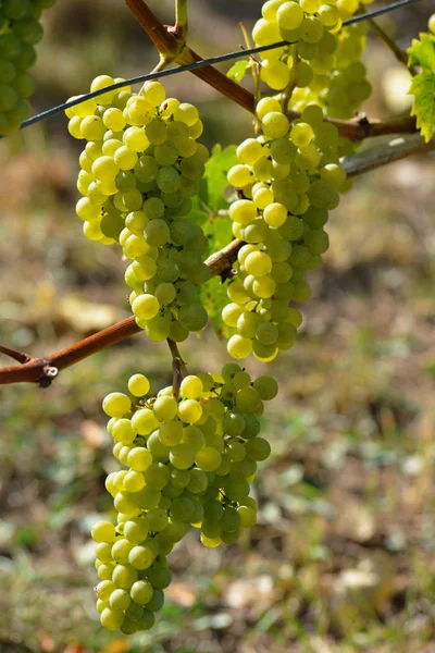 Vigneti Piante Agricole Campagna — Foto Stock