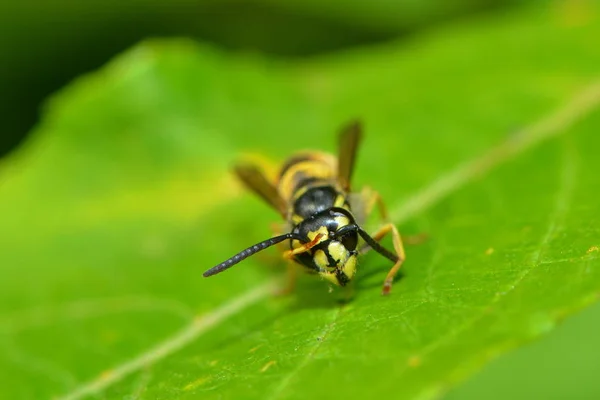 Vista Cerca Insectos Avispas Macro Disparo — Foto de Stock