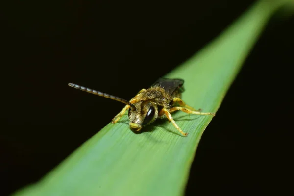 Vista Cerca Insectos Avispas Macro Disparo — Foto de Stock