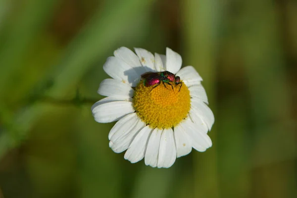 Kleine Zand Goud Zaag Bloem — Stockfoto