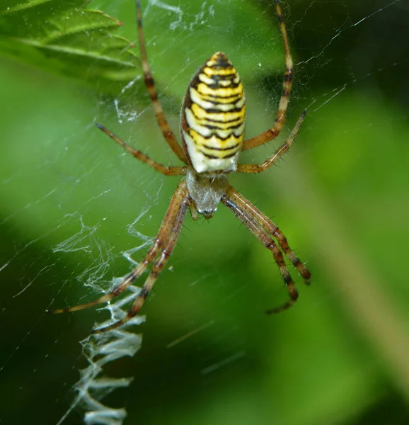 Strašidelný Pavouk Strašidelný Hmyz — Stock fotografie