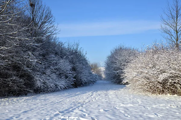 Vista Pitoresca Paisagem Inverno Coberto Neve — Fotografia de Stock