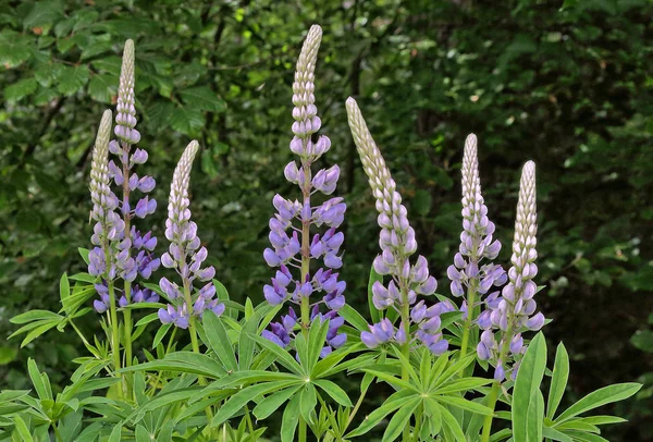 Lupin Fleurs Flore Des Prairies — Photo