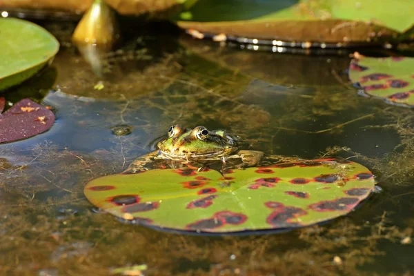 Żaba Wodna Pelofilax Esculentus Podkładce Liliowej — Zdjęcie stockowe