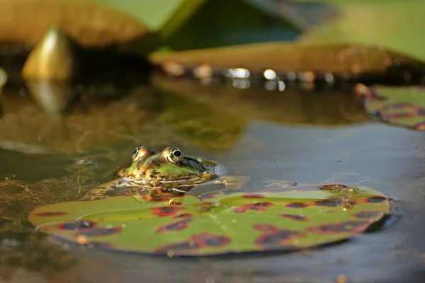 Βάτραχος Της Λίμνης Pelophylax Esculentus Στο Μαξιλάρι Κρίνου Μύγα Στη — Φωτογραφία Αρχείου