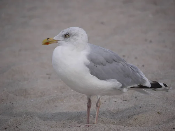 Seagull Stands Sandy Beach Baltic Sea — Stock Photo, Image