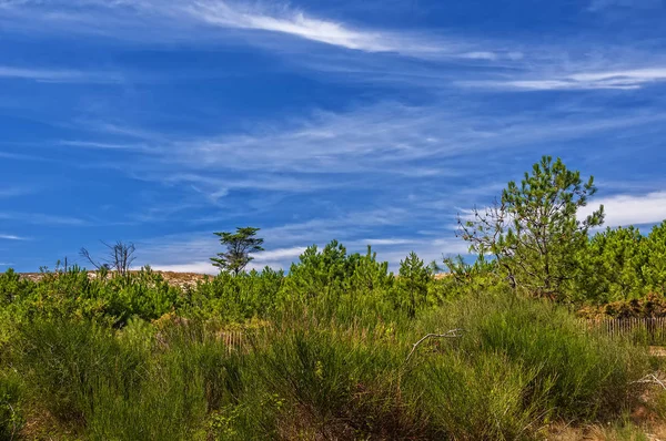 Scenic View Dunes Selective Focus — Stock Photo, Image