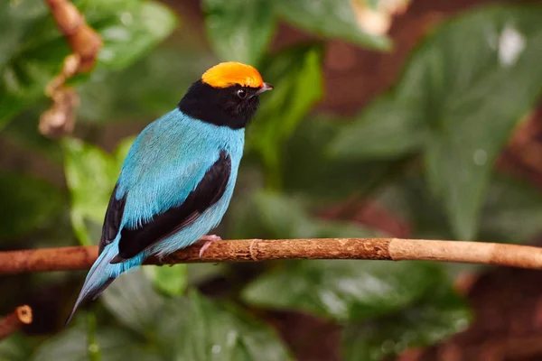 Blaubrustpipra Chiroxiphia Caudata Est Des Oiseaux Schnurr Est Magnifique Animal — Photo