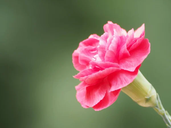 Hermoso Plano Botánico Fondo Pantalla Natural — Foto de Stock