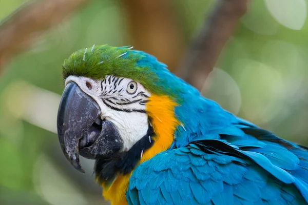 Eine Nahaufnahme Auf Dem Gesicht Eines Blauen Und Gelben Aras — Stockfoto