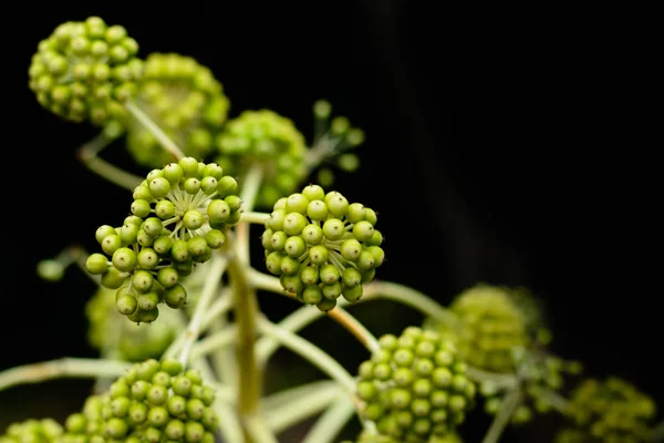 Bovenkant Van Een Japanse Yatsude Acht Vingers Plant Met Een — Stockfoto