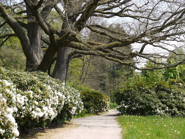 Trees Park Bad Elster Spring — Stock Photo, Image