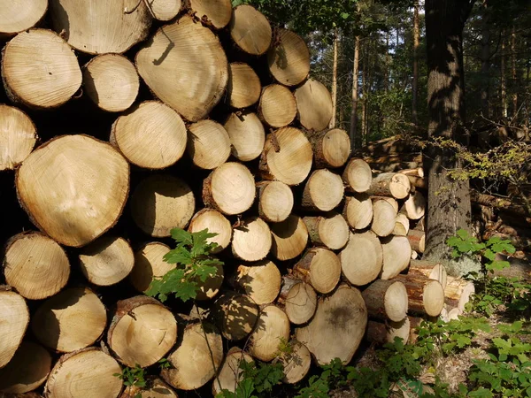 Stacked Logs Edge Forest — Stock Photo, Image